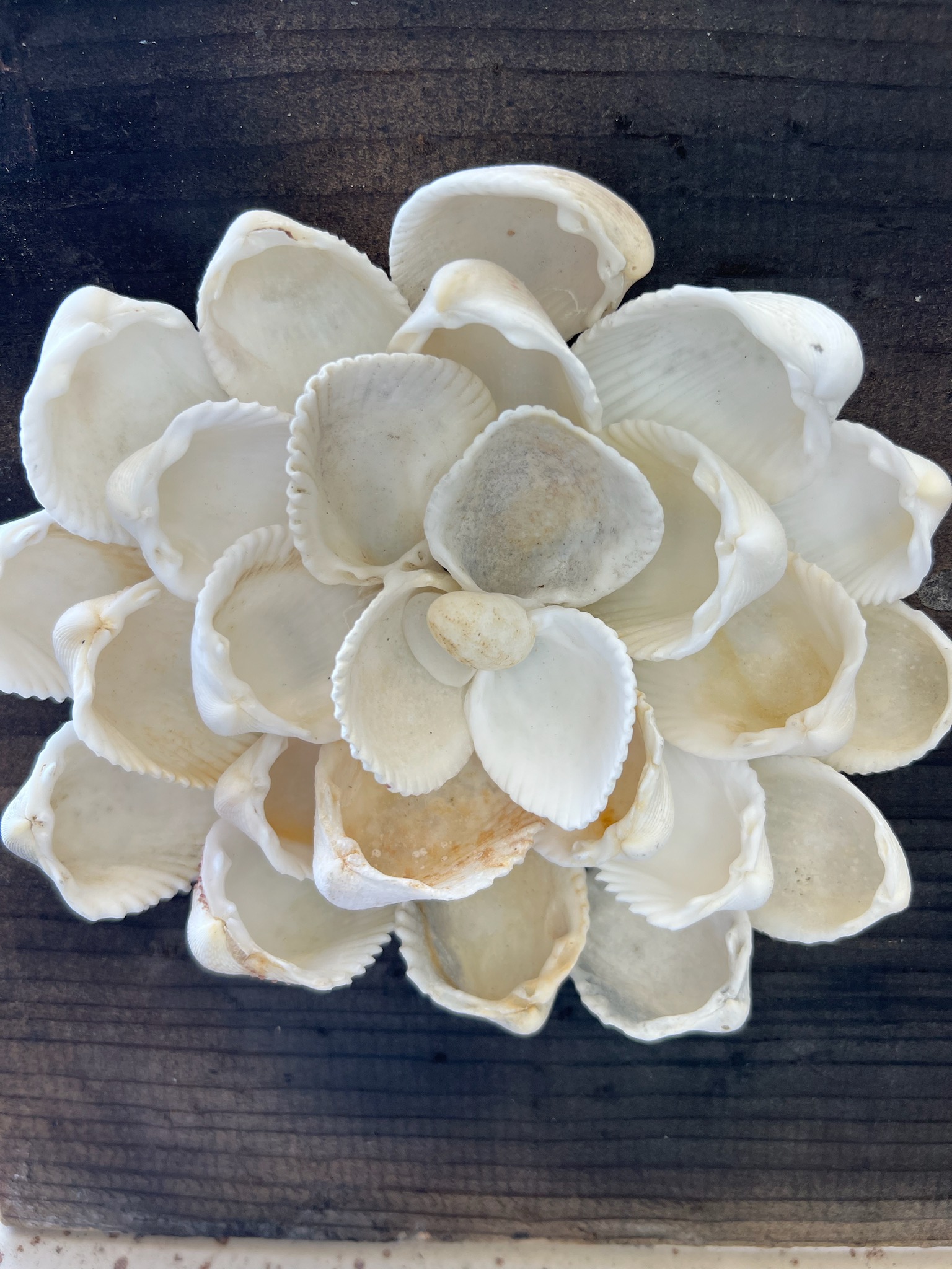 貝殻のお花